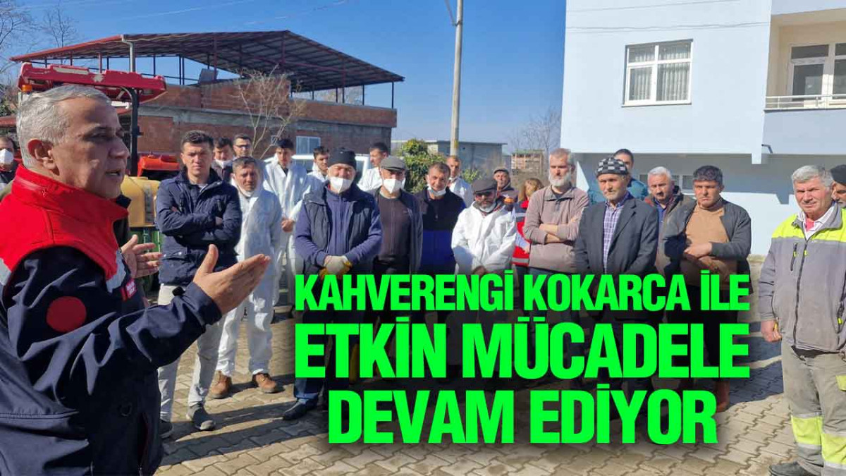 Samsun’da Kahverengi Kokarca İle Etkin Mücadele Devam Ediyor