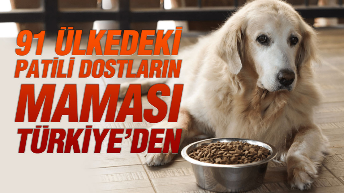 Türkiye’nin 6 aylık kedi köpek maması ihracatı yüzde 27’lik artışla 73 milyon dolar oldu